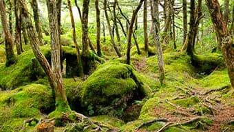 白駒池・苔の森