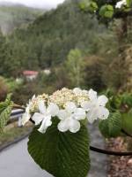 雨を楽しむ奥蓼科