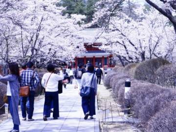 聖光寺のさくら